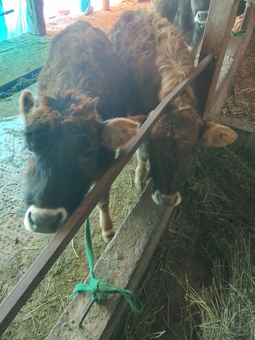 Коровы, быки: Продаю | Тёлка | Алатауская, Полукровка | Для разведения | После отела — 8