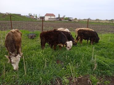Коровы, быки: Продаю | Бык (самец) | Алатауская | На откорм, Для разведения