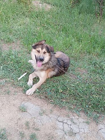 İtlər: Alman çoban iti — 14