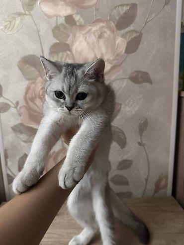 британский короткошерстный кот: Британский шиншилла (серебристая затушеванная) — котёнок с — 3