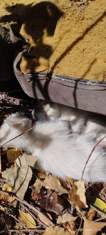 кошка домик: Отдам котят в добрые руки .Котята (несколько окрасов) - Вид: домашние