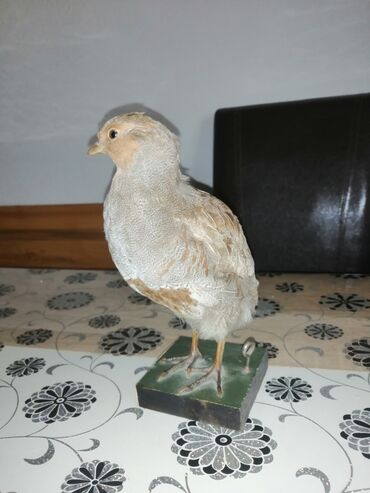 Ptice: Preparirana ptica — 11