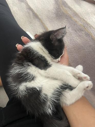 кошка домашняя: Котёнок, чёрно‑белый, короткошёрстный (окрас «тукседо»). Нежный — 2