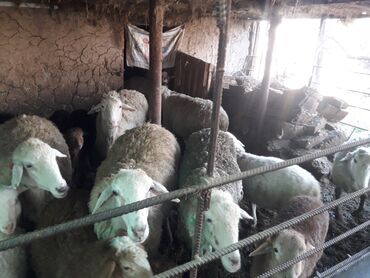 меринос овцы: Продаю | Овца (самка), Ягненок | Меринос | Для разведения | Ягнившаяся