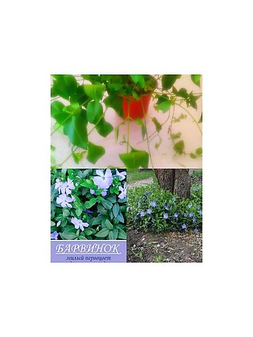 nar agacı: Barvinok (Vinca minor) – saksıda sürünən, həmişəyaşıl dekorativ bitki — 1