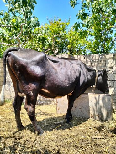 quzu qarni: Dişi, il: 5, Damazlıq, Südlük, Ətlik