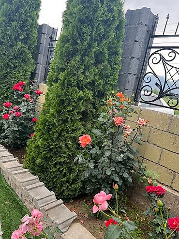 Недвижимость: Гостевой дом на Иссык-Куле, Золотые пески, Бостери — 2