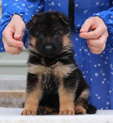 İtlər: Alman çoban iti, 2 ay, Erkek, Sənədli, Pulsuz çatdırılma — 22