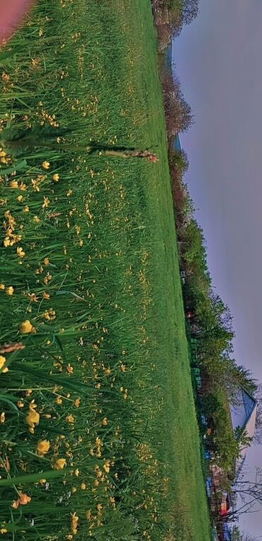 Torpaq sahələrinin satışı: 10 sot, Tikinti, Mülkiyyətçi, Bələdiyyə — 10