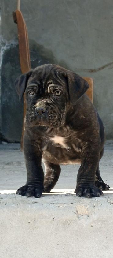 İtlər: Kane-Korso, 1 ay, Erkek, Sənədli, Pulsuz çatdırılma, Ünvandan götürmə, Rayonlara çatdırılma — 1