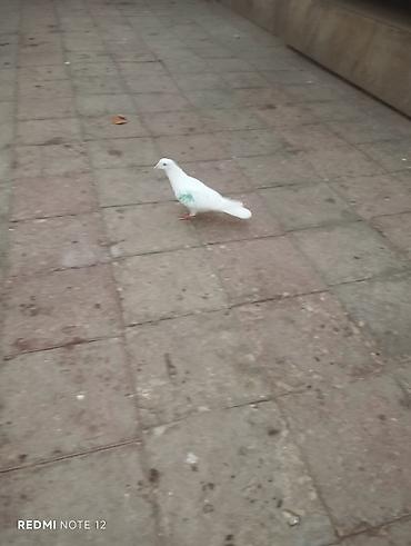 quş xana: Ağ drakon cavan erkək,kesikde tutulub.Drakon saxlamadiğim üçün — 2