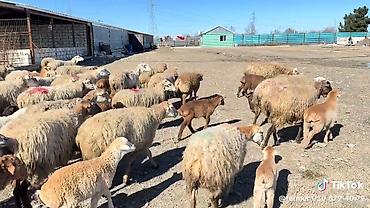 qoyun mal: Dişi, il: 1, Damazlıq, Pulsuz çatdırılma — 6