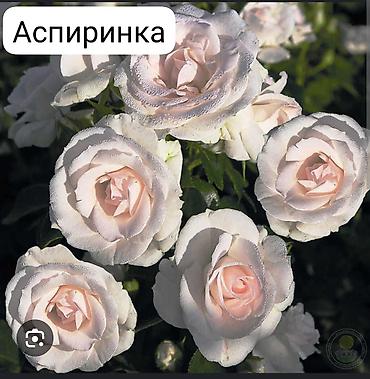 сельдерей кыргызча: Корни роз — 5