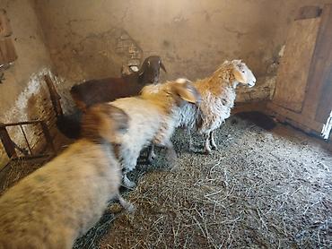 Баран, овца: Продаю | Ягненок | Полукровка | Для разведения | Матка — 9