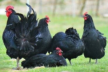 cuce qefes: Avstralop ailesi satılır cavan quşlardı hamısı yumurtayır 5 fere 1