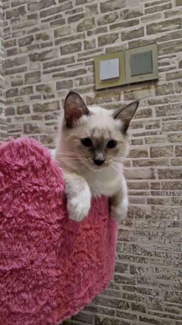 Pişiklər: Dişi, Pulsuz çatdırılma — 3