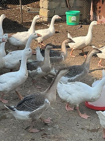 papuqay type 0: Qaz sürüsü – ağ və boz rəngli yerli ətlik/yumurtalıq linda kuban cinsi — 4