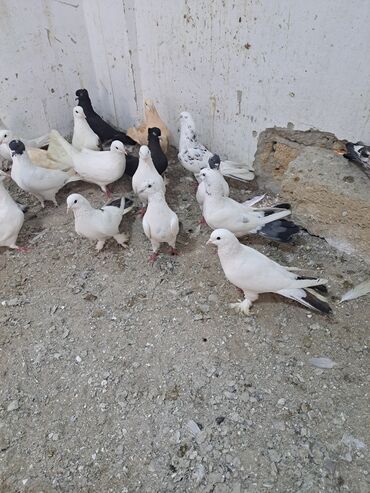 Göyərçinlər: Salam. goyercinler kom 6 manat tek tek 8 manat. goyercinle Bakının — 6