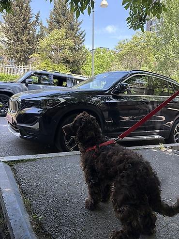 Başqa xidmətlər: Cocker spaniel Cütləşməyə dişi axtarırıq Unvan binə qəsəbəsi. Alex — 4