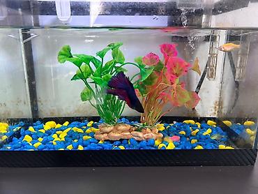 Akvariumlar: Masaüstü akvarium seti - Şüşə akvarium: düzbucaqlı forma, kompakt — 9