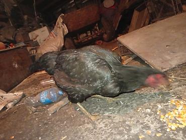 Куры, петухи: Продаю | Куры | Домашняя | Для разведения — 13