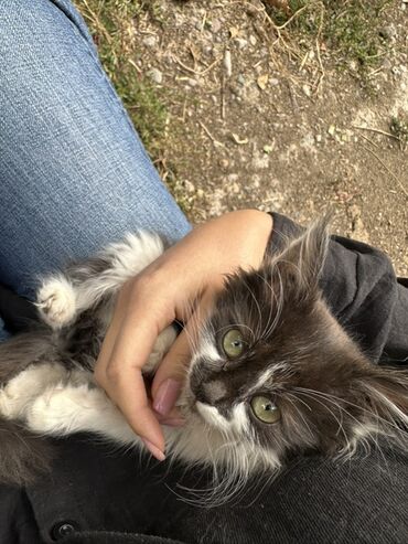 Мышыктар сатылат: Отдам в хорошие руки❤️ Котёнок с необычной окраской «дымчатый с белым»