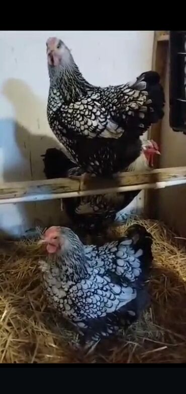 Hinduşka: Erkək, Kanada, Holland, Amerika, Damazlıq, Pulsuz çatdırılma — 16