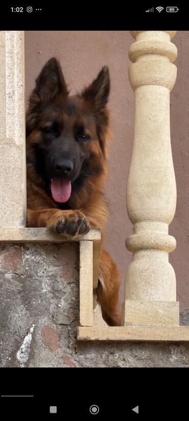 İtlər: Alman çoban iti, 2 ay, Erkek, Peyvəndli — 9