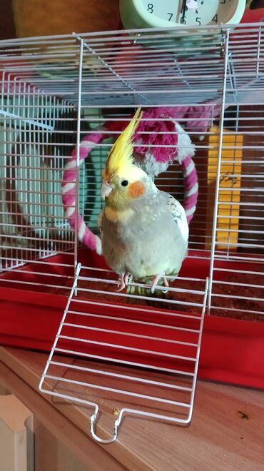 певчие птицы: Продаю попугайчика в ответственные руки зовут Тоша, 1 год с клеткой и