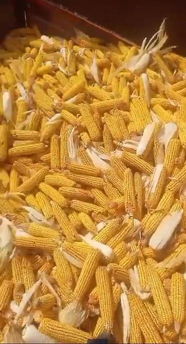 Кинза: Кукуруза 13 сом — 1