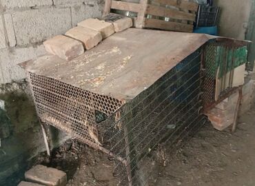 змеи живые: Продаю клетку железную для цыплят и кроликов в подарок кормушка, цена
