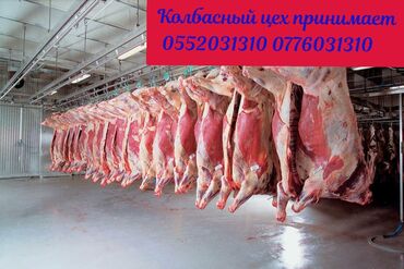 95 объявлений | lalafo.kg: Скупаю мясо На зарез Вынужденный забой Куплю быка Бука Сатыпалам