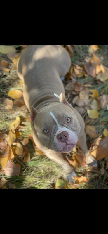 Продажа собак: Американский булли, 1 месяц, Самец, С родословной, С прививкой — 21