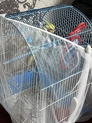 корелы: Продаю попугаи 🦜 корелла парода Мальчик или девочка не знаю. Цена — 1
