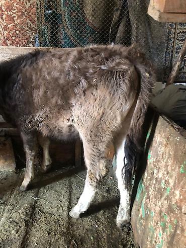 Коровы, быки: Продаю | Тёлка | Алатауская | Для разведения — 7