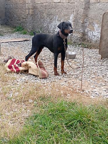 doberman satışı: Doberman, Erkək, Peyvəndli — 3