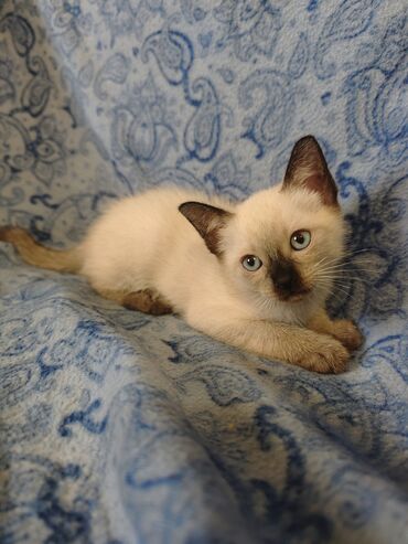 Mačke: Dostupno sijamsko mače muškog pola, naviknuto na kućne uslove, naučeno — 6