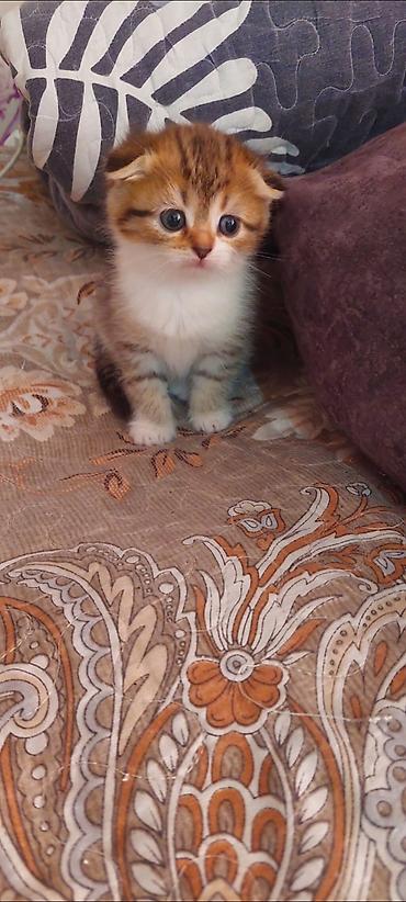 cat ruletka: Qızıl şinşilla, Yaxşı əllərə, Ünvandan götürmə, Pulsuz çatdırılma, Ödənişli çatdırılma — 1