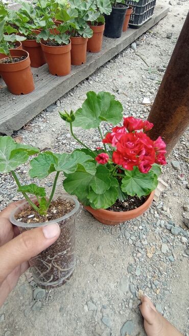 растения в офис: Геран сорт red rosebud