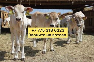 Коровы, быки: Продаю | Корова (самка), Бык (самец), Тёлка | Полукровка, Ангус, Герефорд | На откорм, На забой, Для разведения | Племенные, Осеменитель, Стельные