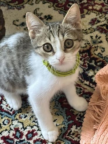 - Məhsul: Ev pişiyi (balaca) - Rəng və naxış: Ağ bədən, bel və baş