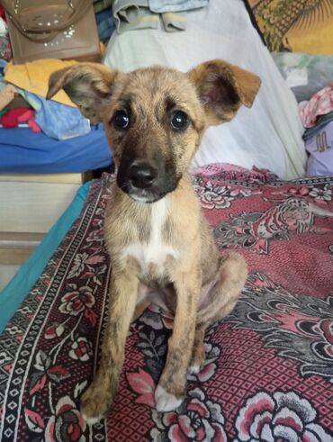 satılıq it: Çixuahua, 4 ay, Dişi, Cütləşmə üçün, Ünvandan götürmə