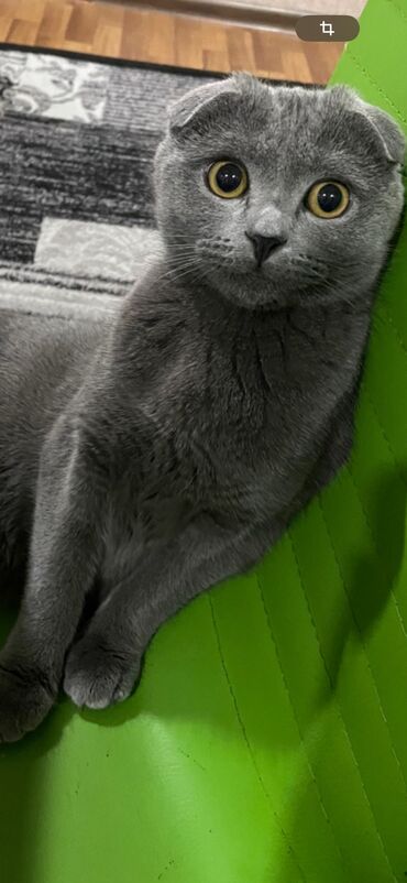 скоттиш страйт шотландская прямоухая кошка: Скотиш Фолд (Шотландская вислоухая), 2 месяца, Мальчик, Биколор, Приучена к лотку