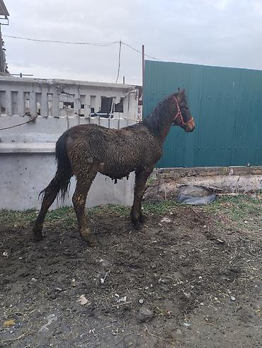 Лошади, кони: Продаю | Жеребенок | Полукровка | Рабочий | Племенные — 5