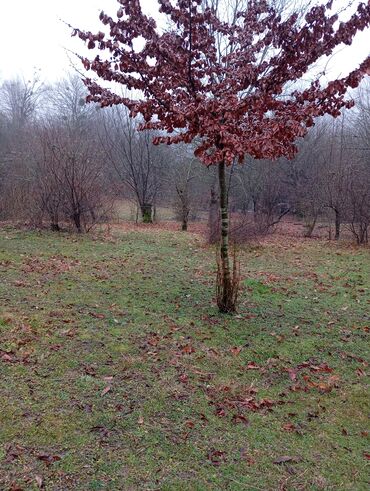 Restoran, kafelər: Masalli İsti su yaxin. 3 hektar ərazi 7 katej 6 bisetka. Tam islek -da lalafo.az — 12 Restoran, kafelər: Masalli İsti su yaxin. 3 hektar ərazi 7 katej 6 bisetka. Tam islek — 12
