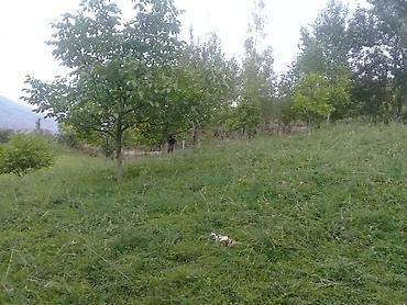 Torpaq sahələrinin satışı: 14 sot, Tikinti, Mülkiyyətçi, Kupça (Çıxarış) — 12