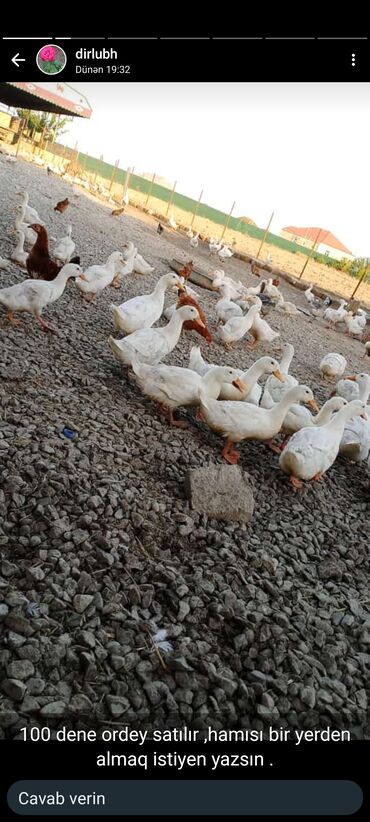 qaz ördek: Самец, Для яиц, Самовывоз