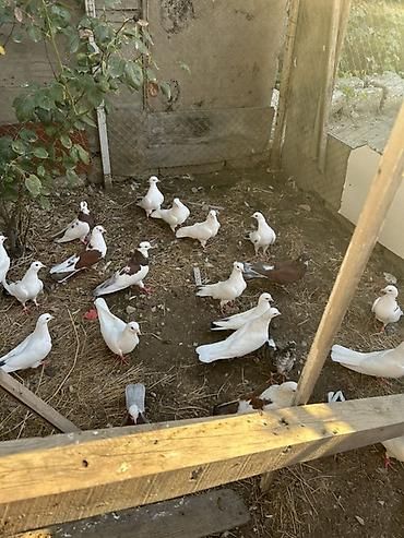 goyercin hini: Salam hamsi 4 cut quwdan toremedi tergzlr 32 dene heyvandi tek satlmr — 5