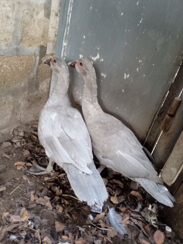 Коровы, быки: Məhsul: Muskoviy ördəkləri (iki ədəd), nadir gümüşü/boz rəngli lələk