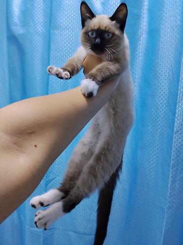 бенгальский котёнок: Кошка даром: Сиамская, Девочка — 1